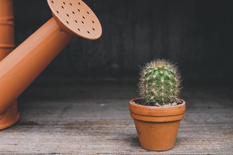 Cacti in Upcycled Containers