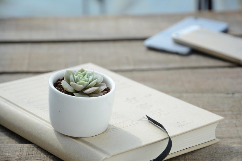 Succulents in Upcycled Pots